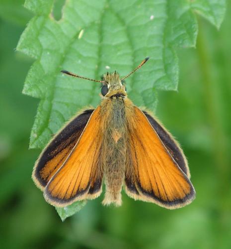 Réf. 235 082 : Thymelicus lineola